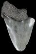 Bargain Megalodon Tooth - South Carolina #54195-1